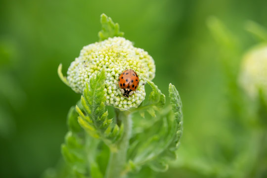 Asian Lady Beetle on Fernleaf Yarrow Flower Buds in Springtime