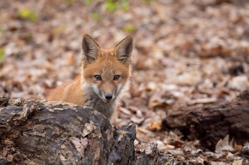 Red fox Vulpes vulpes kit in the forest in springtime in Canada 