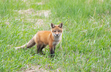 Naklejka na ściany i meble Red fox Vulpes vulpes kit waiting by the den on a grassy hill in springtime in Canada 