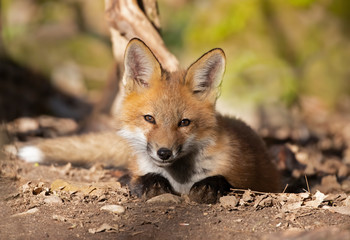 Naklejka na ściany i meble Red fox kit Vulpes vulpes coming out of its den deep in the forest in early spring in Canada