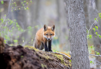 Red fox kit Vulpes vulpes standing on top of a mossy log deep in the forest in early spring in Canada