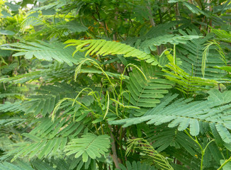 Climbing wattle, Acacia, Cha-om.
