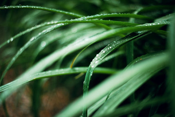 Fototapeta na wymiar Close up water drops on the green grass. Macro dew drops. Background.
