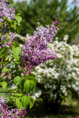 purple flowers in the garden