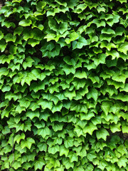 Green ivy leaves. Textural floral background of young green leaves.