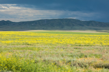 landscape with flower field and hills