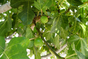 Fototapeta premium branch of a tree