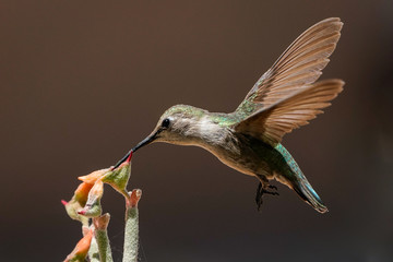 Anna's Hummingbird 