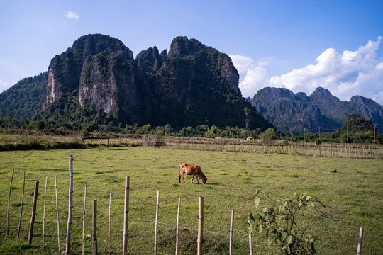 Brown cow on the field in the province of Xiangkhoang, Laos.