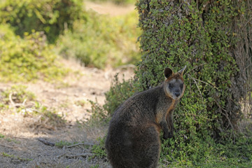 Känguru Wallaby  in Australien