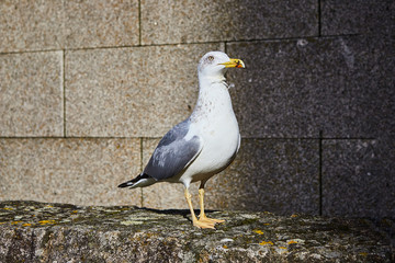 Seagull in Porto old city, Portugal