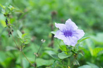 beautiful purple wild flowers blooming at the edge of forest