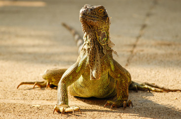 Green Iguana Front View