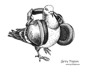 hand drawn city grey pigeon wearing headphones - 269030888