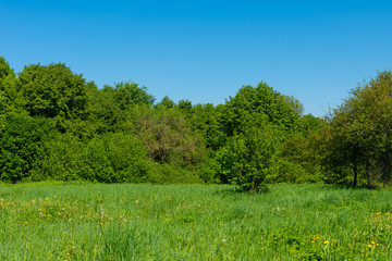 Beautiful summer landscape - Tree in field and line of trees in the background
