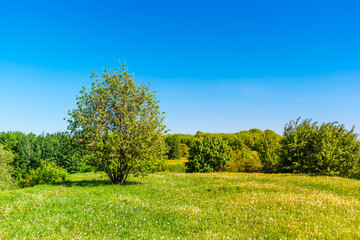 Beautiful summer landscape - Tree in field and line of trees in the background