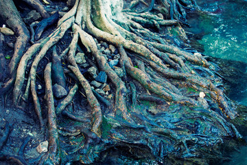 Tree roots in tropical forests, large tree roots, details of trees in the forest