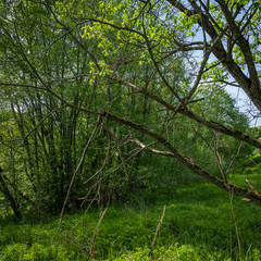 Summer woodland landscape - broken tree in the forest