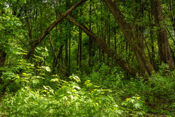 Fototapeta na wymiar Summer woodland landscape - broken tree in the forest