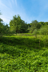 Fototapeta na wymiar Summer natural landscape - a tree in a forest glade with fresh green grass