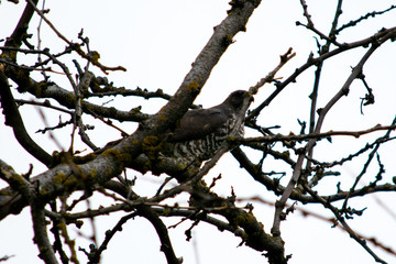 bird of prey sitting in a branches of a tree