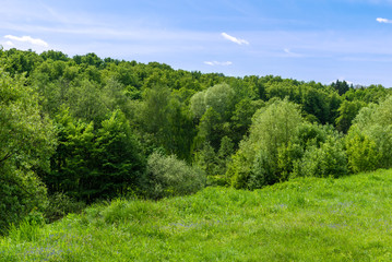 European summer landscape - forest in the hills on a sunny day