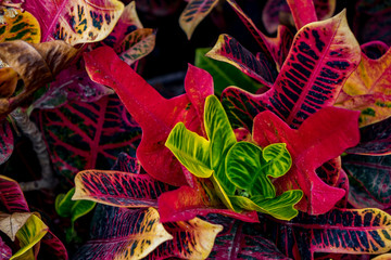 Beautiful croton plant with very colourful leaves flower in corralejo Fuerteventura Spain © silvershadows