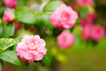 pink flowers in the garden