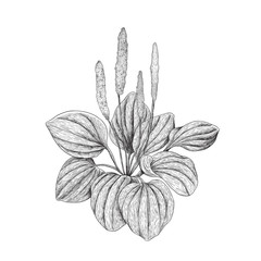 Broadleaf plantain © JKLR