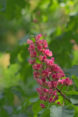 Fototapeta na wymiar Medicinal plants. Red horse chestnut in spring during flowering. Inflorescence and foliage.