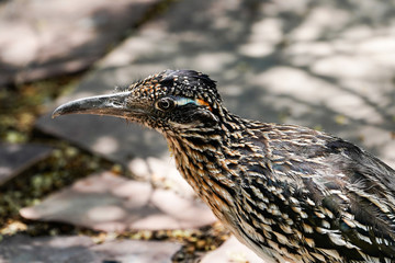 Roadrunner Male