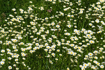 Wiese mit blühenden Margeriten