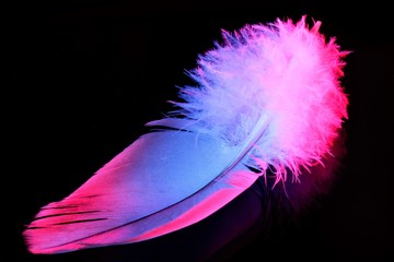 Feather bird color, close-up isolated on a black background, light and airy. The pen is lightweight material, allows birds to fly, used as decoration, writing tool and for design.