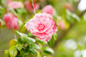 cherry blossom in the park , Japan