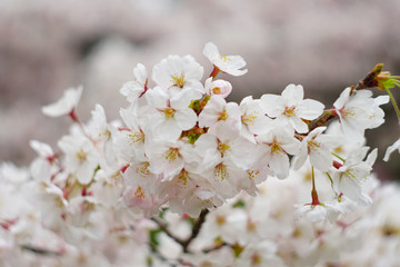 cherry blossom in the park , Japan
