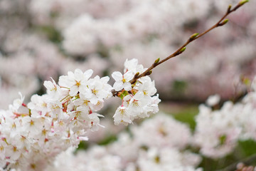 cherry blossom in the park , Japan