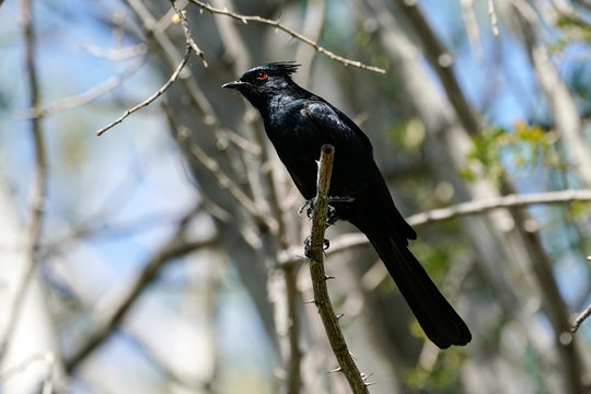 Phainopepla