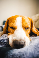 Beagle dog Laying on blanket on a couch.