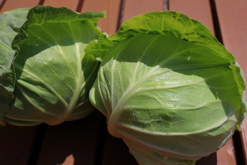 fresh green cabbage