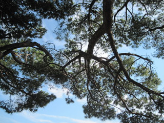 scenic view of the tree