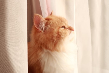 Hauskatze