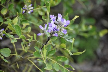 purple plant close up background