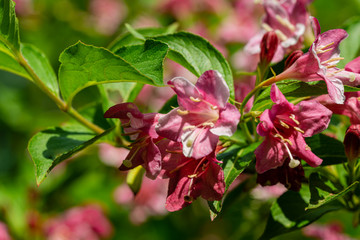 Soft close-up of flowering Weigela hybrida Rosea. Selective focus and close-up beautiful bright pink flowers against the evergreen in the ornamental garden. Nature concept for design