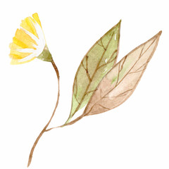 Watercolor hand drown plant. Botanical illustration on white background