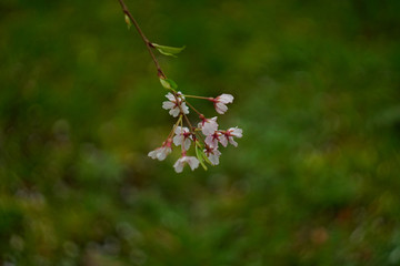 cherry blossom in the park , Japan