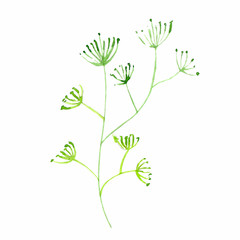 Fototapeta na wymiar Watercolor hand drown plant. Botanical illustration on white background