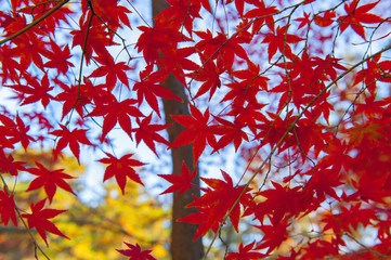 真っ赤なもみじ　red autumn leaves　