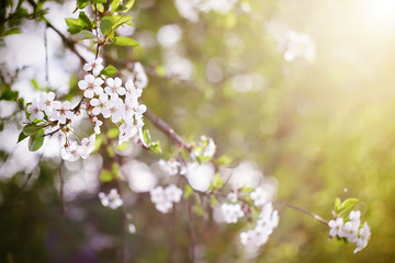 Gentle white beautiful flowers of cherry blossom in the springtime, lit by sunlight. 