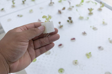 scientist in white clean suit with Hydroponic plant at laboratory