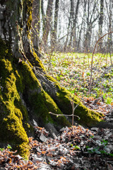 The roots of old tree covered with moss in the spring forest